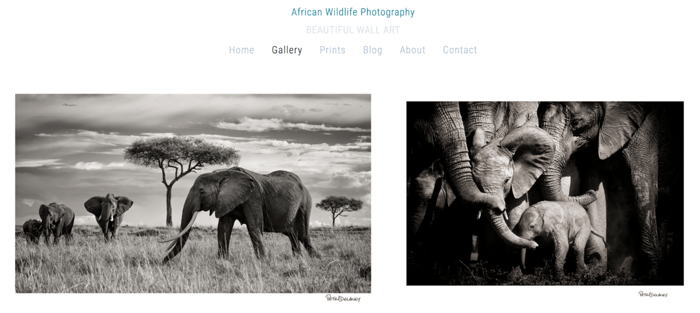 Peter Delaney Photography blog with black and white photos of elephants 