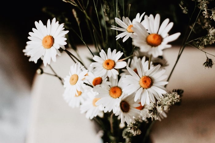 bouquet of daisies in a vase