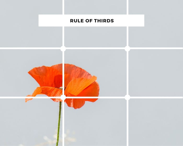 Rule of thirds concept example with a poppy