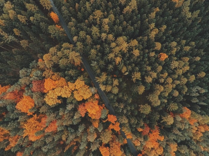 Autumn forest colors - top view