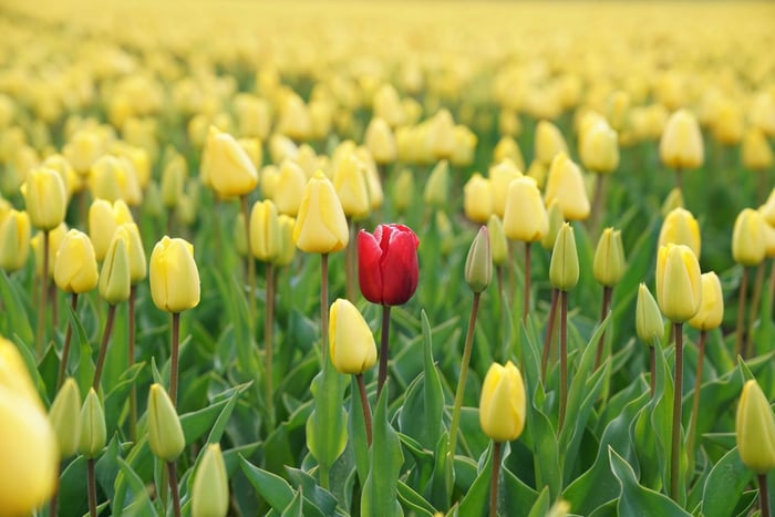 A red tulip in the middle of a field of yellow tulips