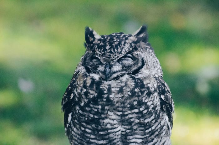 Owl sitting with eyes closed