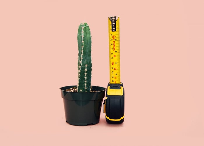 ruler-and-plant