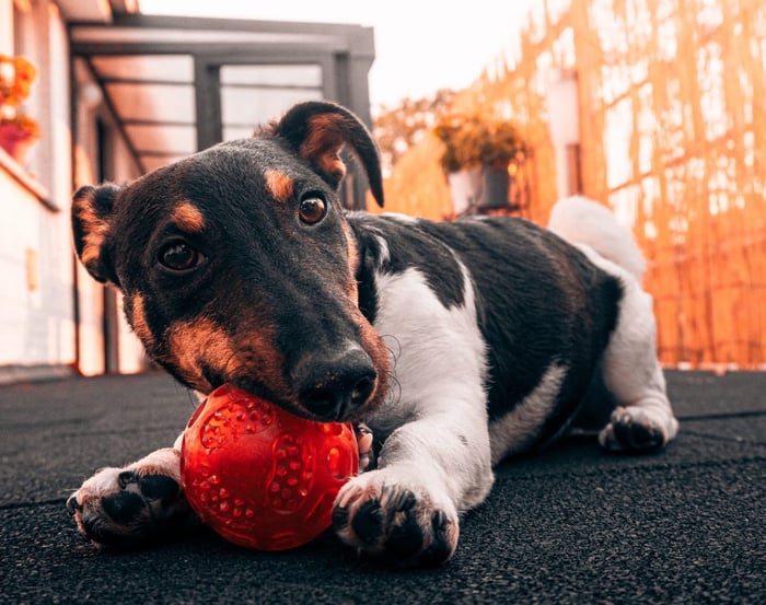 Dog Chewing Red Ball Lying Down