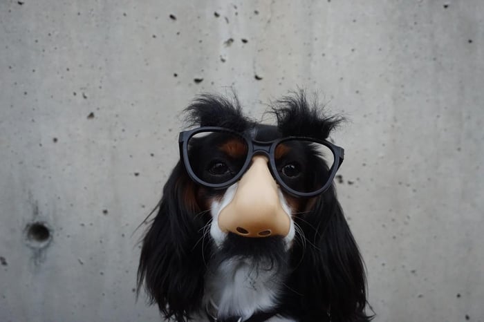 Seekor anjing memakai kacamata