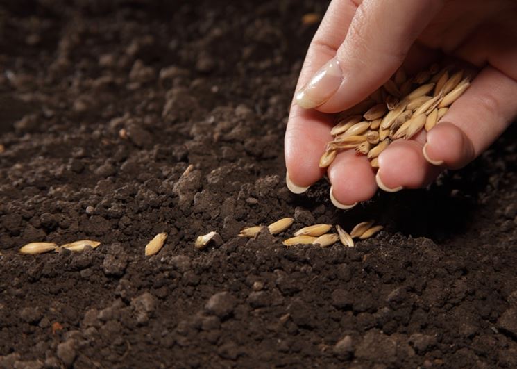 Coltivazione di sementi da orto